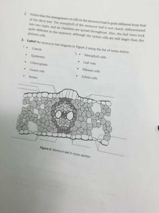 cross section of monocot leaf labeled