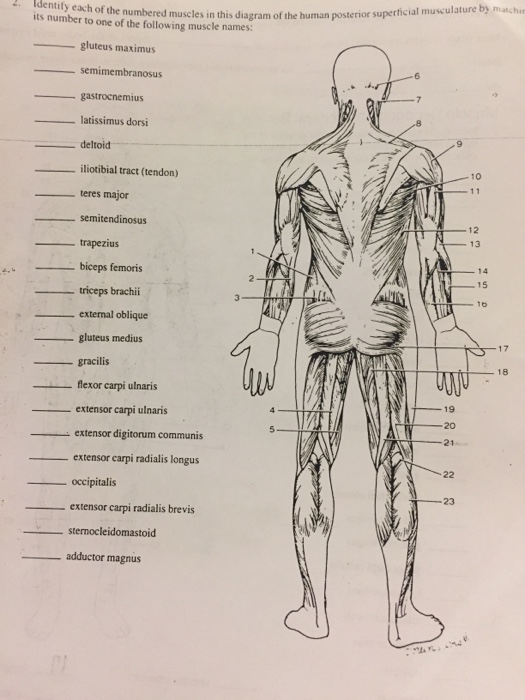 Solved: Identify Each Of The Numbered Muscles In This Diag ...