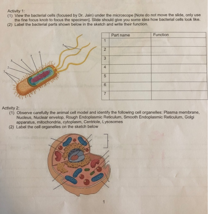 Label The Following For The Bacterial Cells Animal Chegg Com