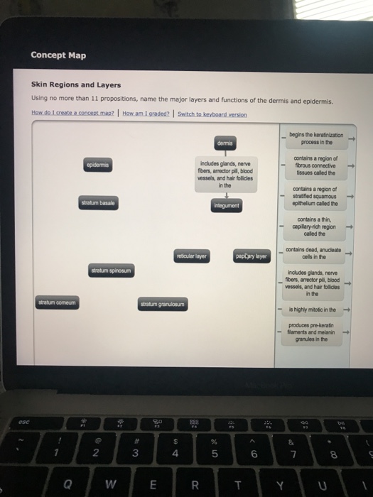 Skin Regions And Layers Concept Map Solved: Concept Map: Skin Regions And Layers Using No More 