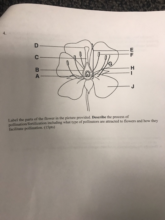 4 Label The Parts Of Flower In