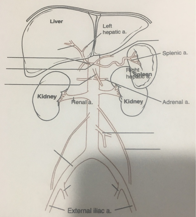 Human liver Illustration showing the outline of a human liver  CanStock