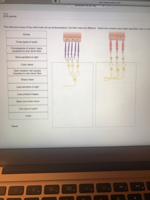 Solved The Rods And Cones Of The Retina Both Act As Photo...