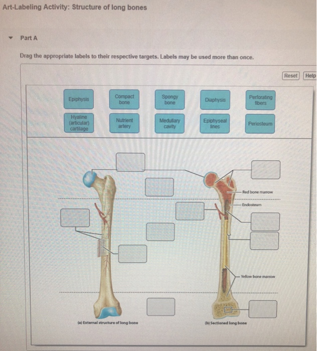 Solved Art Labeling Activity Structure Of Long Bones Dra Chegg Com