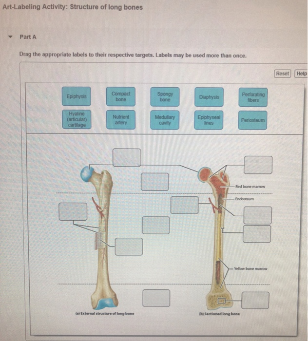 Solved: Art-Labeling Activity: Structure Of Long Bones Dra ...