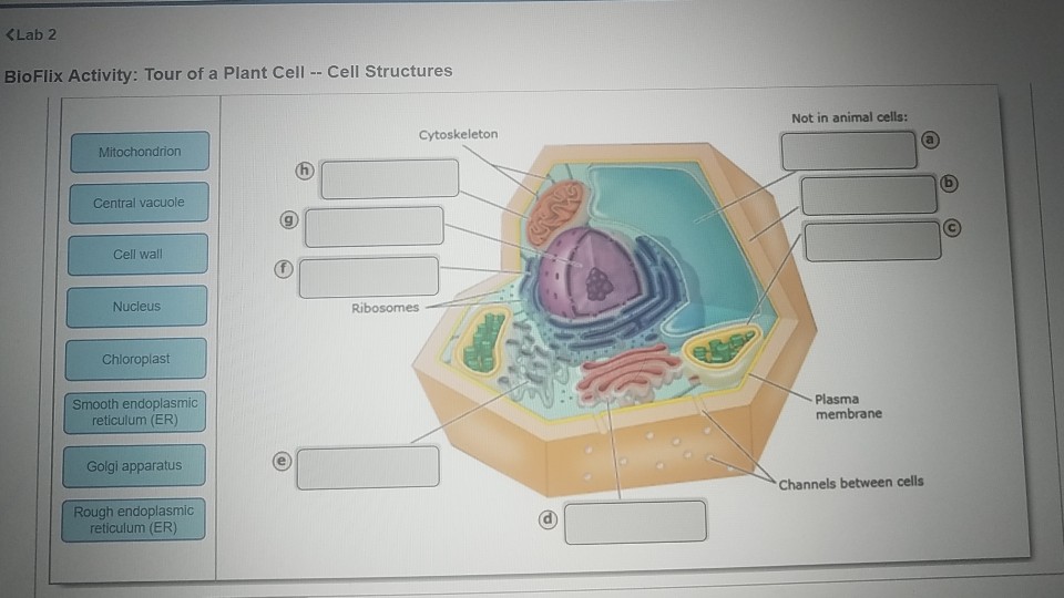 cytoskeleton in plant cells