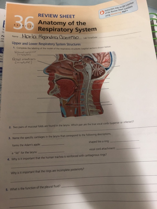 Instruc W Sheet Qu 6 Review Sheet Anatomy Of The Chegg 