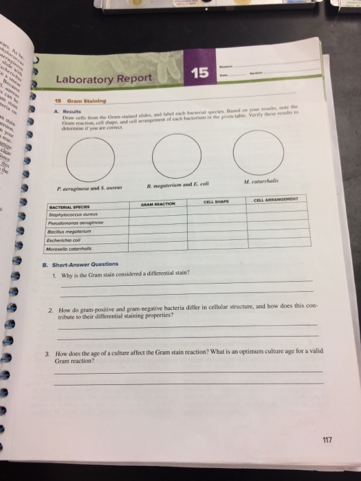 Solved Laboratory Report 15 Draw Cells From The Gram Stai Chegg Com