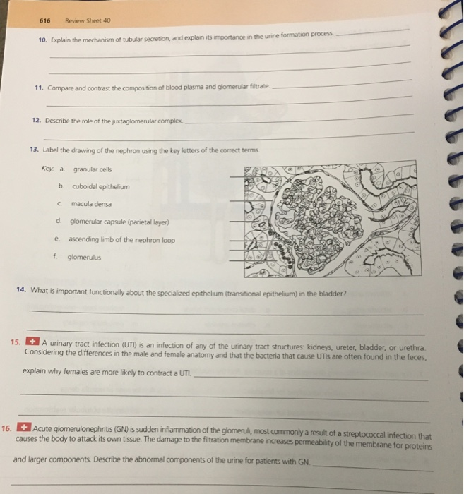 Solved 616 Review Sheet 40 Formation Process 10 Explain The Chegg Com