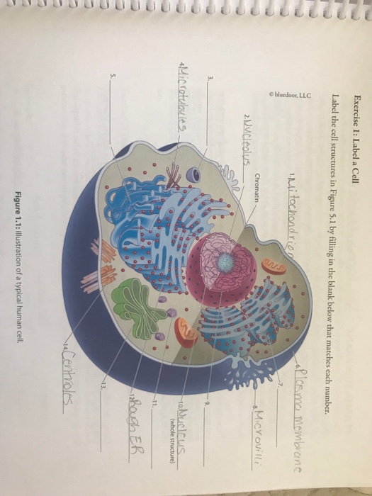 Exercise 1 Label A Cell Label The Cell Structures In Chegg Com