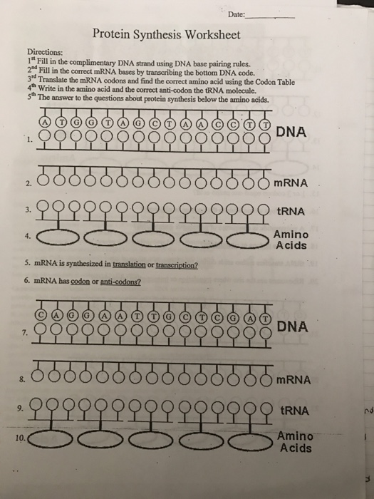 Protein Synthesis Worksheet Answers Part A Promotiontablecovers