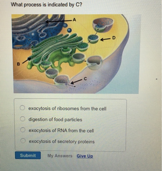 Solved What Process Is Indicated By C Exocytosis Of Chegg Com
