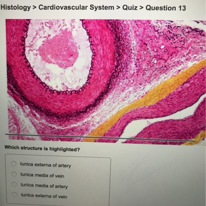 Which Structure Is Highlighted Histology