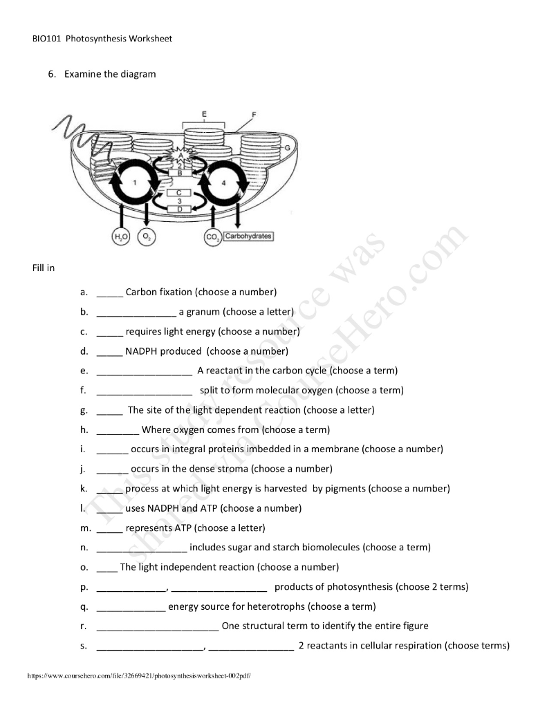 Solved: BIO101 Photosynthesis Worksheet 5. Label The Parts ...