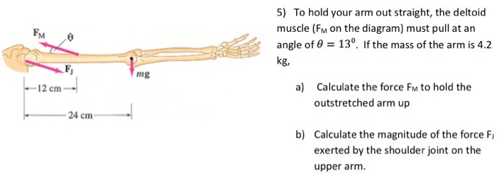 Solved To Hold Your Arm Out Straight The Deltoid Muscle Chegg Com