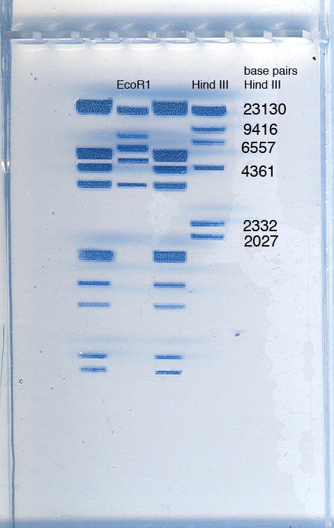 base pairs 23130 6557 EcoR1 Hind III Hind IlI 9416 4361 2332 2027 SPA Oaon