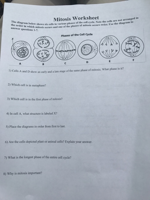 Featured image of post The Best 9 Biology Mitosis Worksheet Answers