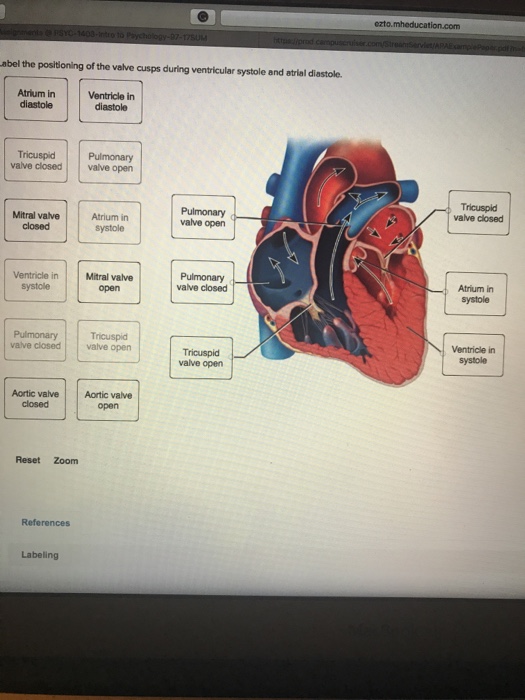 Solved Label The Positioning Of The Valve Cusps During Ve...
