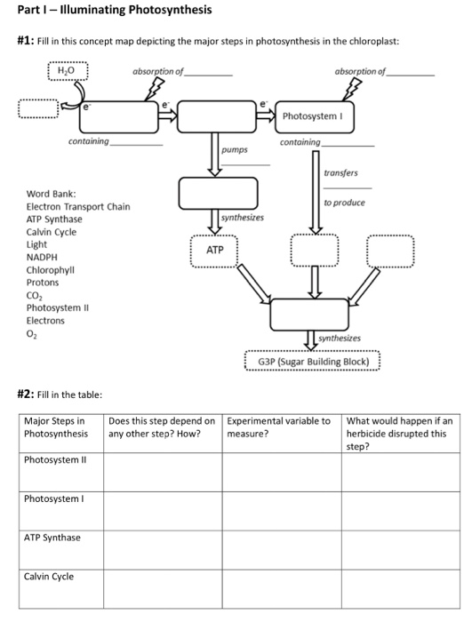 Illuminating Photosynthesis Concept Map Solved: Part I Illuminating Photosynthesis #1 : Fill In Th 