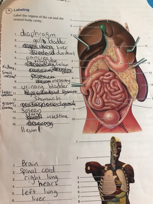 Solved A Labeling Label The Organs Of The Cat And The Ve Chegg Com