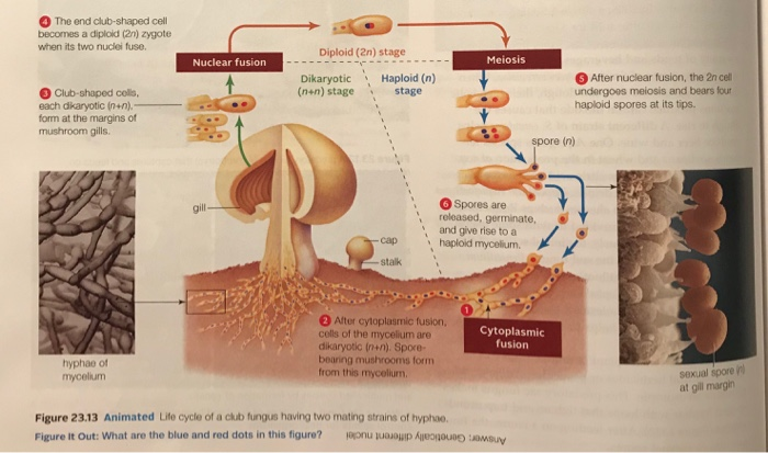 fungi life cycle animation