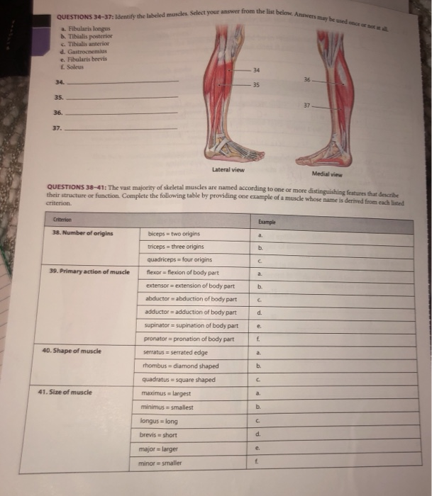 list below. Answets may be used ence or sot n all QUESTIONS 34-37: Identify the labeled musdles Select your answer from the list belone a. Fibularis longus b. Tibialis posterior c. Tibialis anterior e. Fibularis brevis f. Soleus 34 34. 35. 36. 37. 35 37 Lateral view Medial view QUESTIONS 38-41: The vast majority their structure or function. Complete the of skeletal muscles are named according to one or more distinguishing features that describe following table by providing one ezample of a muscle whose name is derived from each lised 38. Number of origins biceps two origins triceps 

<div class=