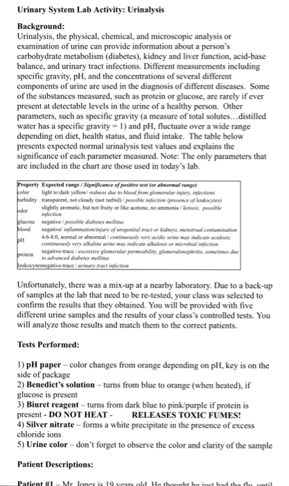 Urinary System Lab Activity Urinalysis Background Chegg 