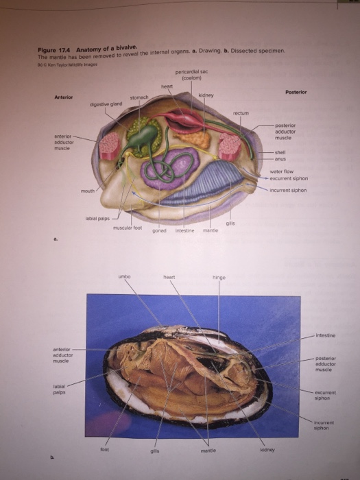 clam internal anatomy diagram
