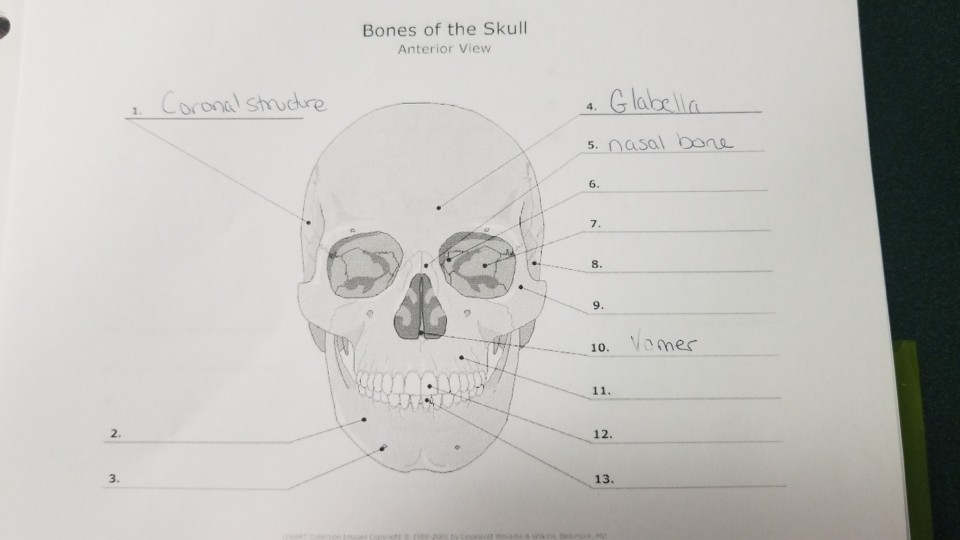 Solved Bones Of The Skull Anterior View 5nasal Bone 6 8