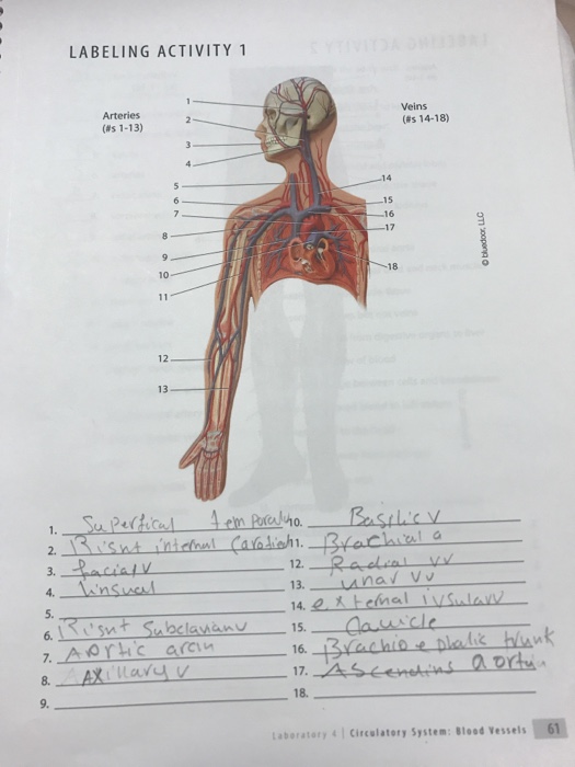 Labeling Activity 1 Veins Arteries As 14 18 As Chegg Com