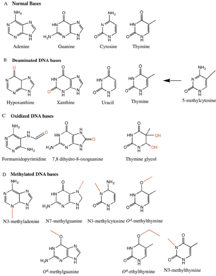 A Normal Bases NH2 HN HN Adenine Guanine Cytosine Thymine B Deaminated DNA bases NH HN HN HN Hypoxanthine Uracil Thymine 5-methylcytosine Xanthine C Oxidized DNA bases NH2 он NH2 Formamidopyrimidine 7,8 dihydro-8-oxoguanine Thymine glycol D Methylated DNA bases NH HN H2NN N3-methyladenine N7-methylguanine N3-methylcytosine 04-methylthymine HN HN H2NN 0%-methylguanine 04ethylthymine N3-methylthymine