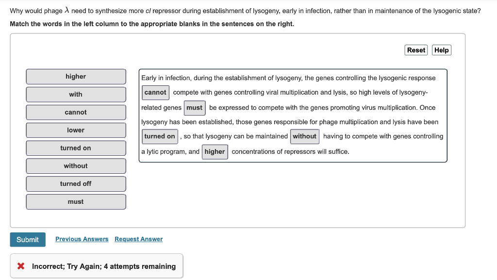 Solved Why Would Phage λ Need To Synthesize More Cl Repre Why Would Phage λ Need To Synthesize More Cl Repressor During Elishment Of Lysogeny Early