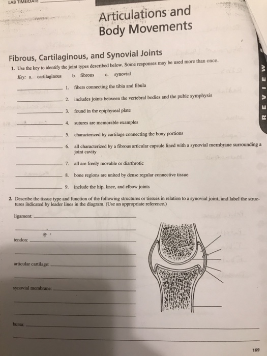 Articulations And Body Movements Exercise 13 Answers Exercise Poster