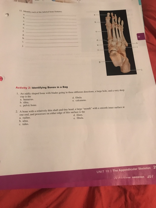 A&p lab manual answers image