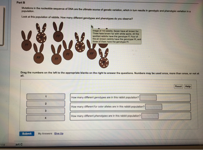 Solved: Part B Mutations In The Nucleotide Population. Are 