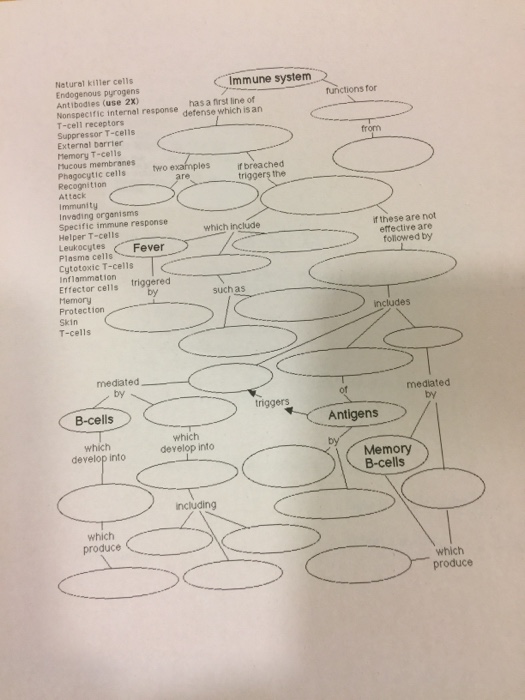 Immune system worksheet 1 answer key image