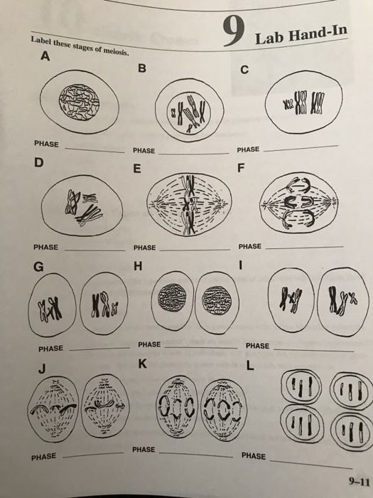 9 stages of meiosis