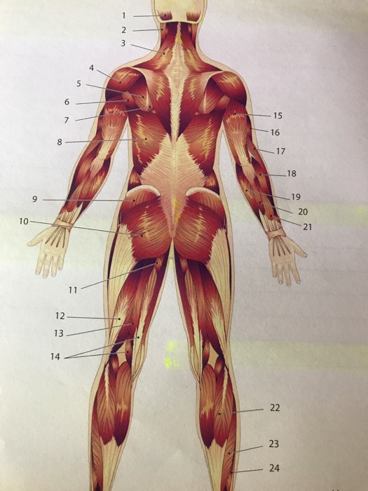 Back Muscle Labeled