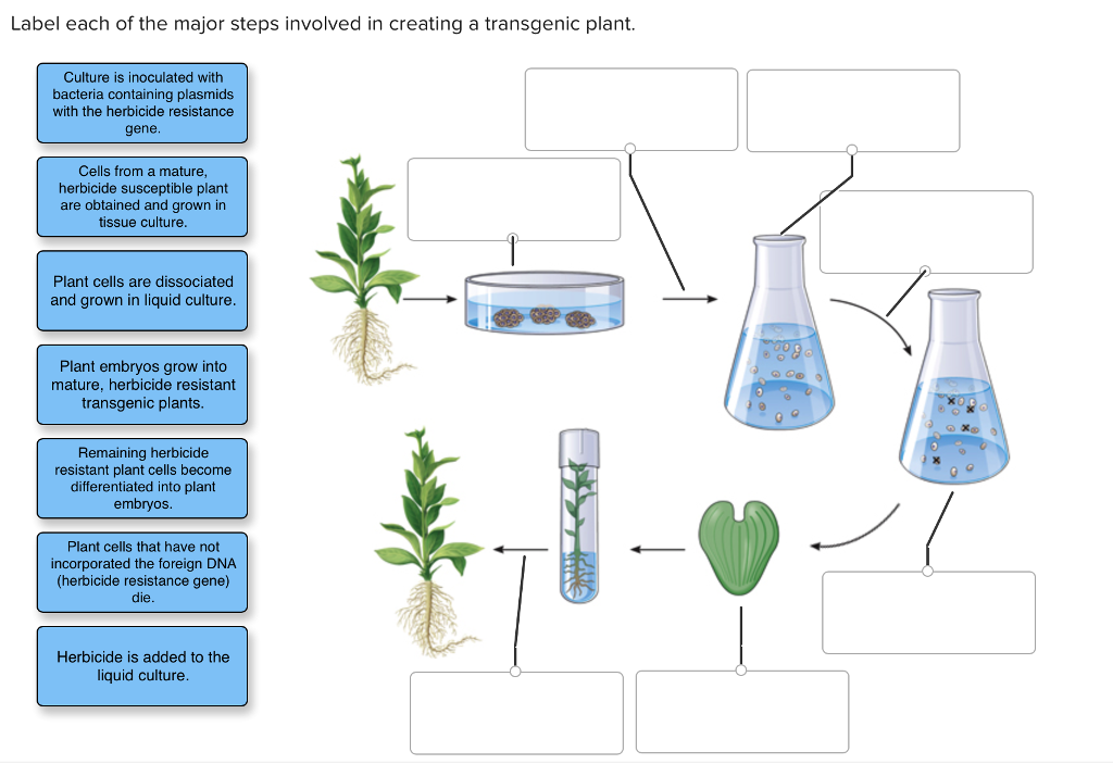 Label each. Transgenic Plants. Plant Cell Culture. Suspension Plants Culture. Transgenic Plants examples.