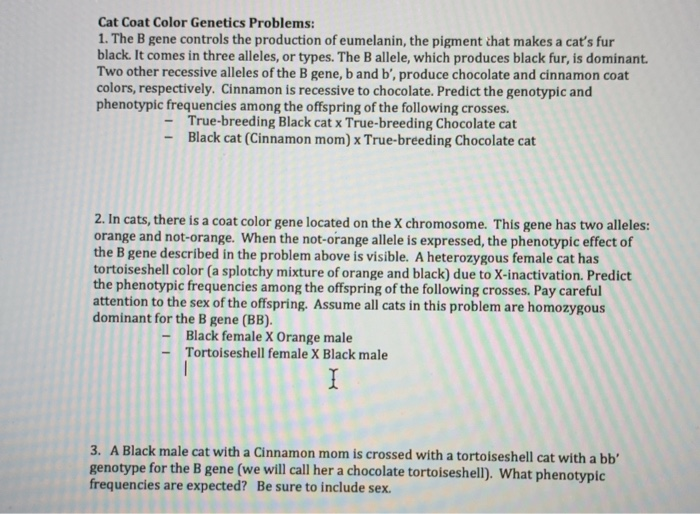 solved cat coat color genetics problems 1 the b gene co