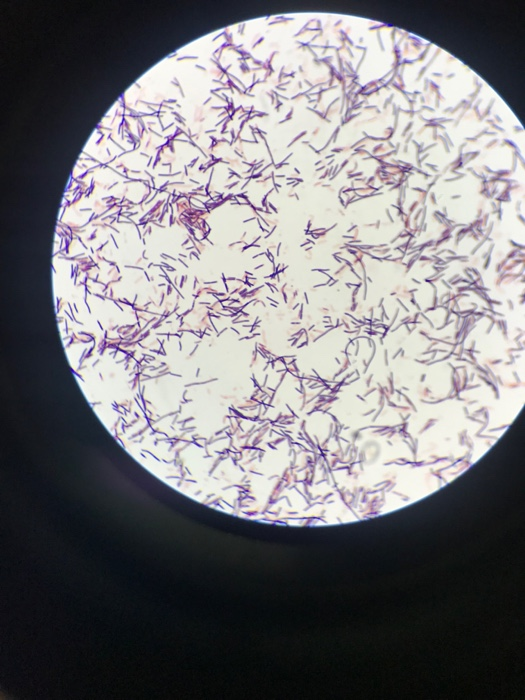 Solved Where Is The Gram Staining Mix Staphylococcus Aure Chegg Com