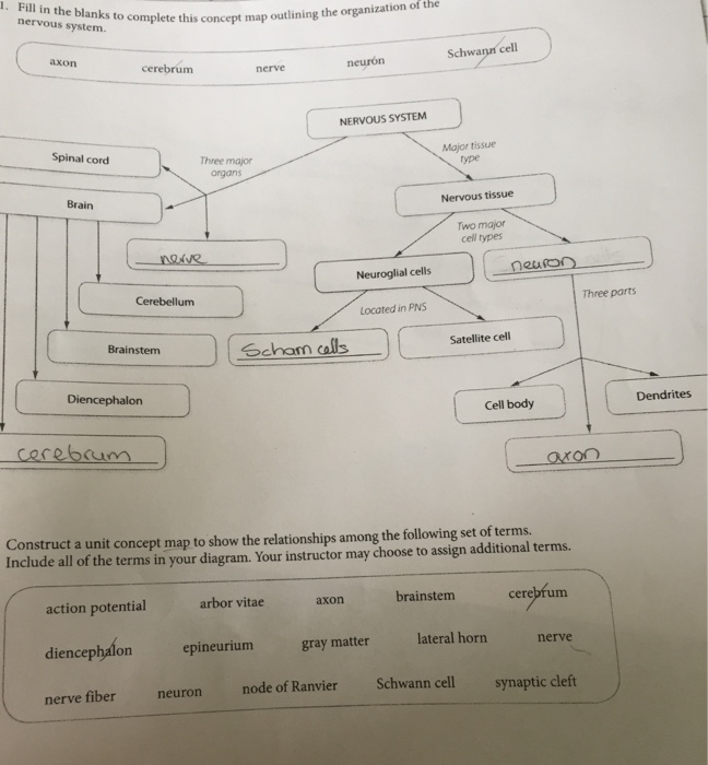 nervous system concept map answers Solved 1 Fill In The Blanks To Complete This Concept Map nervous system concept map answers