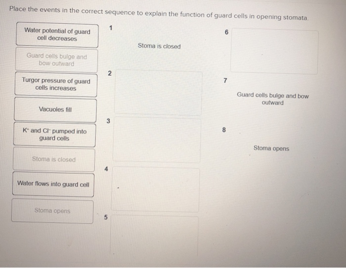 Solved Place The Events In The Correct Sequence To Explain Chegg Com