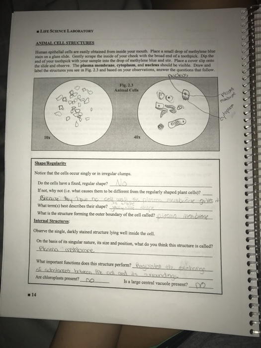 Life Science Laboratory Human Epithelial Cells Are Chegg Com