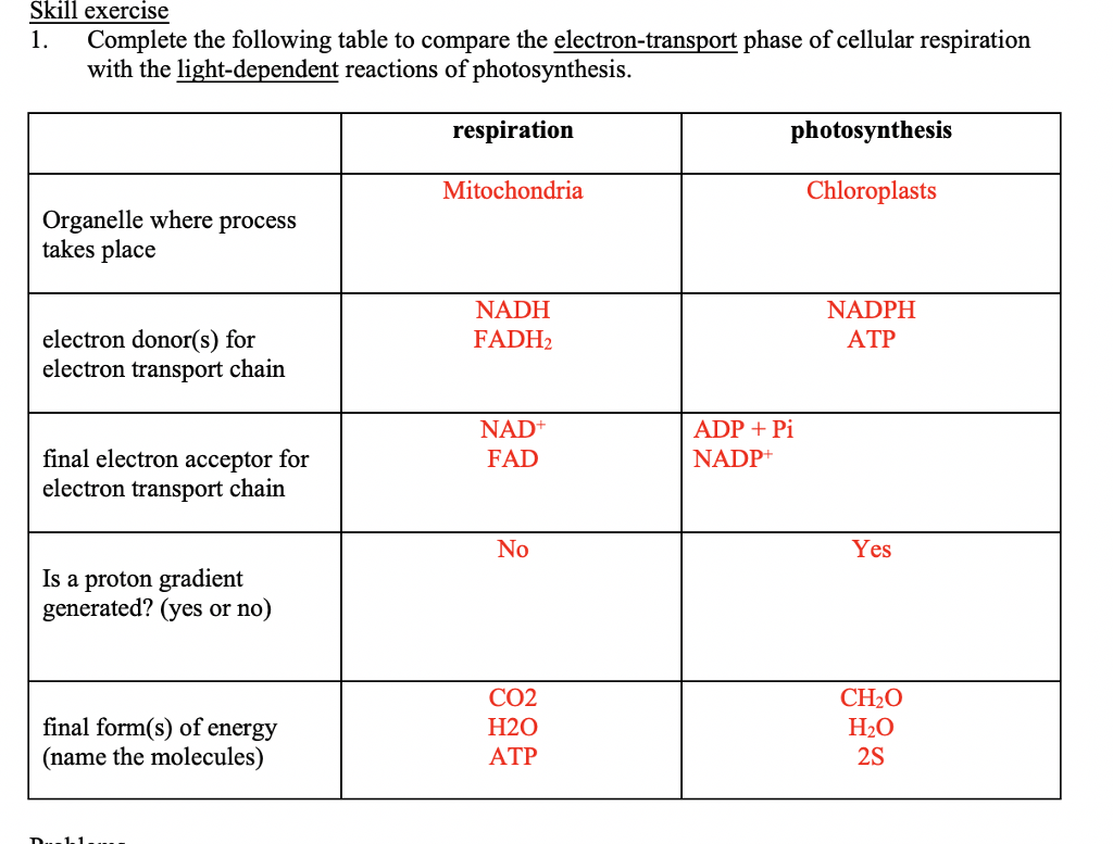cellular respiration and photosynthesis chart