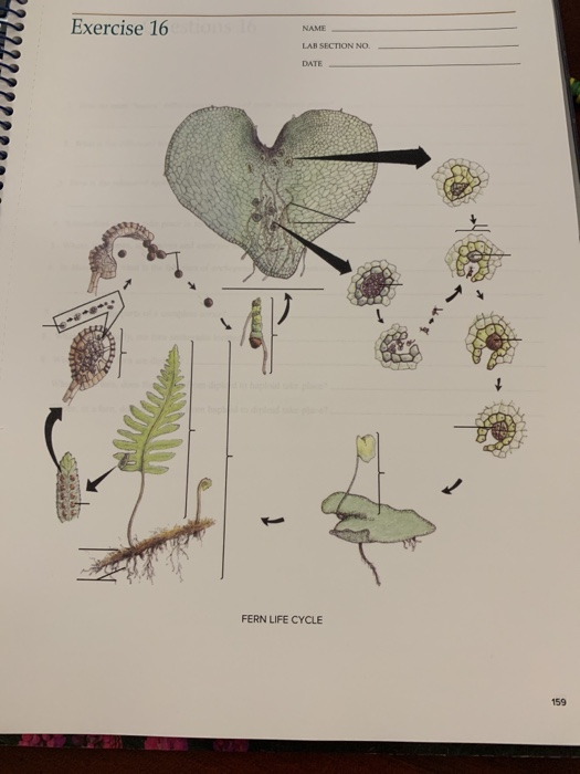 life cycle exercise