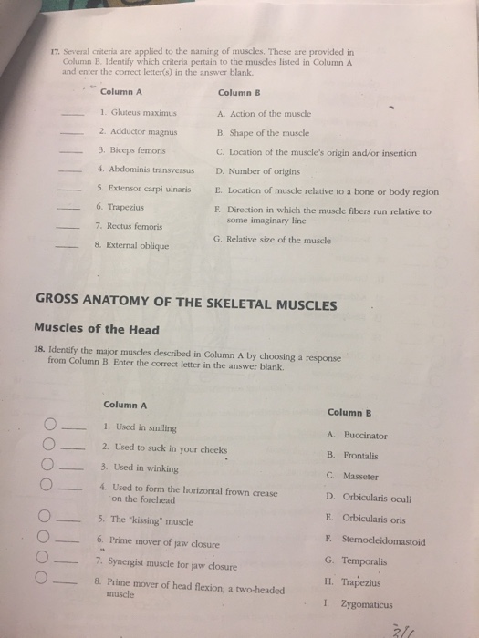 Solved Several Criteria Are Applied To The Naming Of Musc