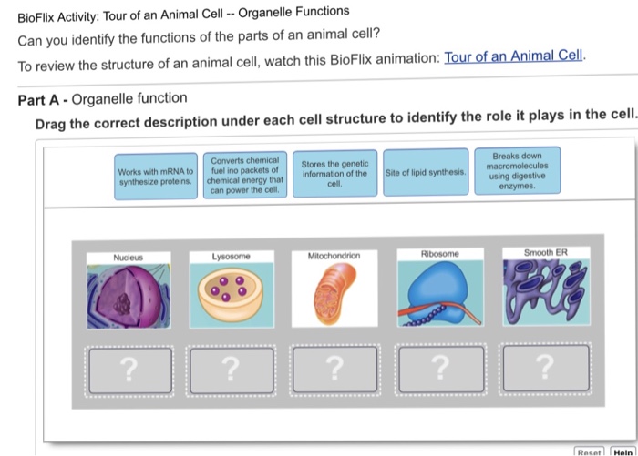 Solved BioFlix Activity: Tour of an Animal Cell- Organelle 