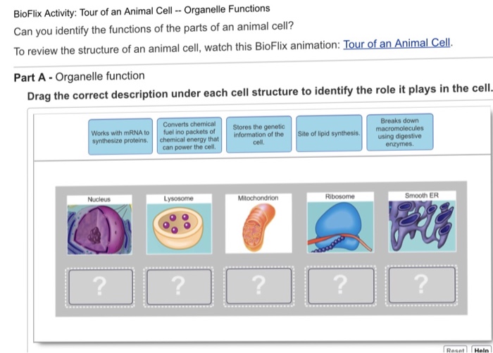 animal cell functions