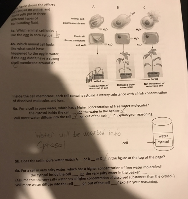 Igure Shows The Effects Osmosis On Animal And Plant Chegg Com